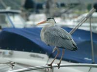 KG021518 heron castlepark