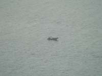 KG085513 lonely astrid watcher 8Sep13