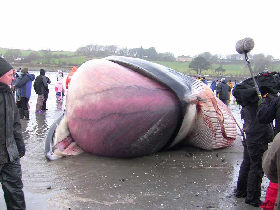 IMG_0424 inflated tongue