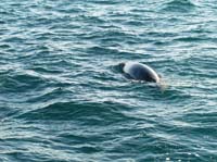 KG235787 minke whale